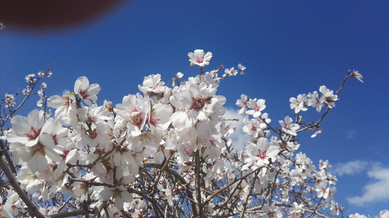 צמרת השקד במלא הפריחה